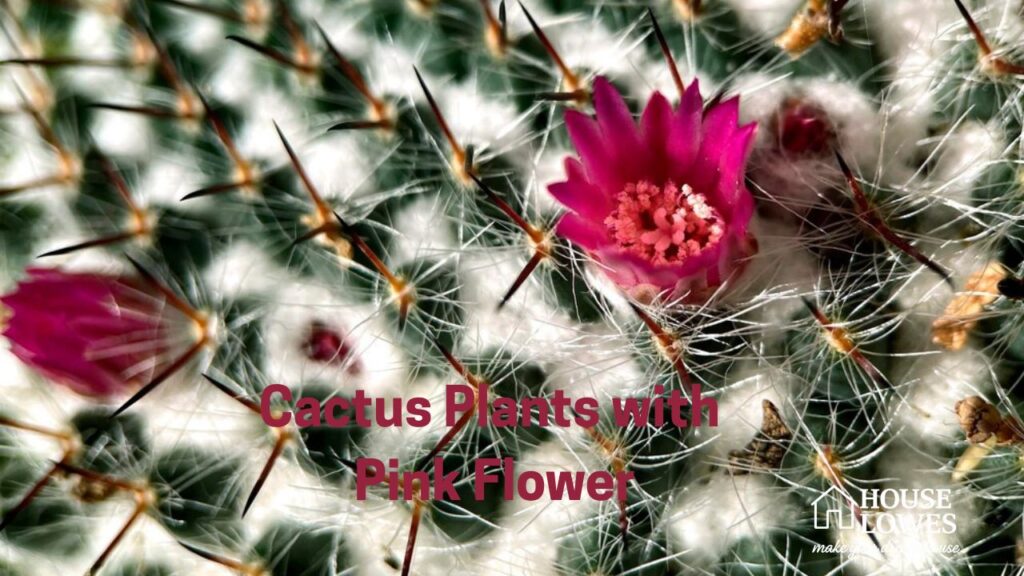 Discover 6 Stunning Cactus Plants with Pink Flowers for Your Home and Garden"