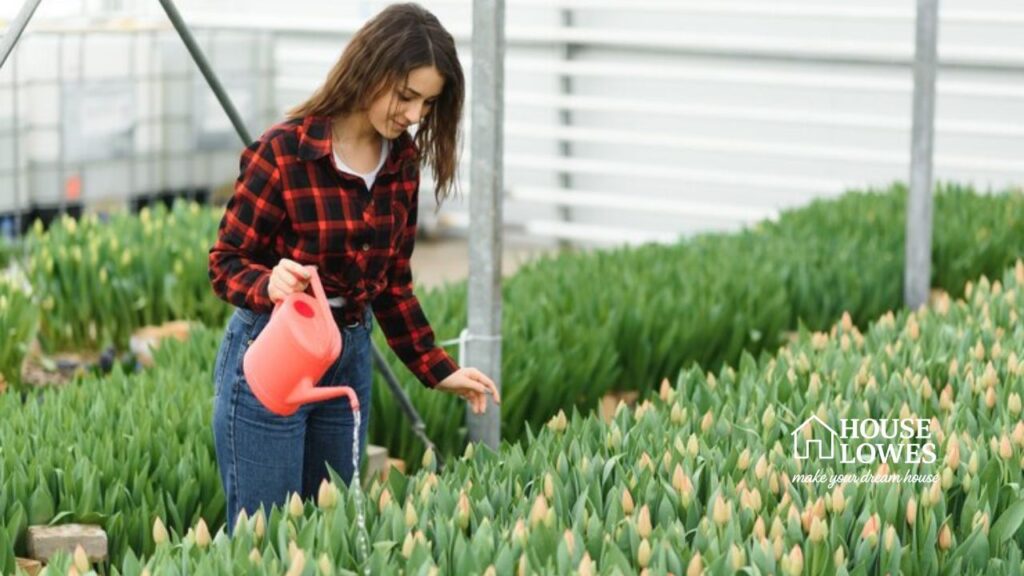 Dutch Mill Greenhouse Coupons and Savings