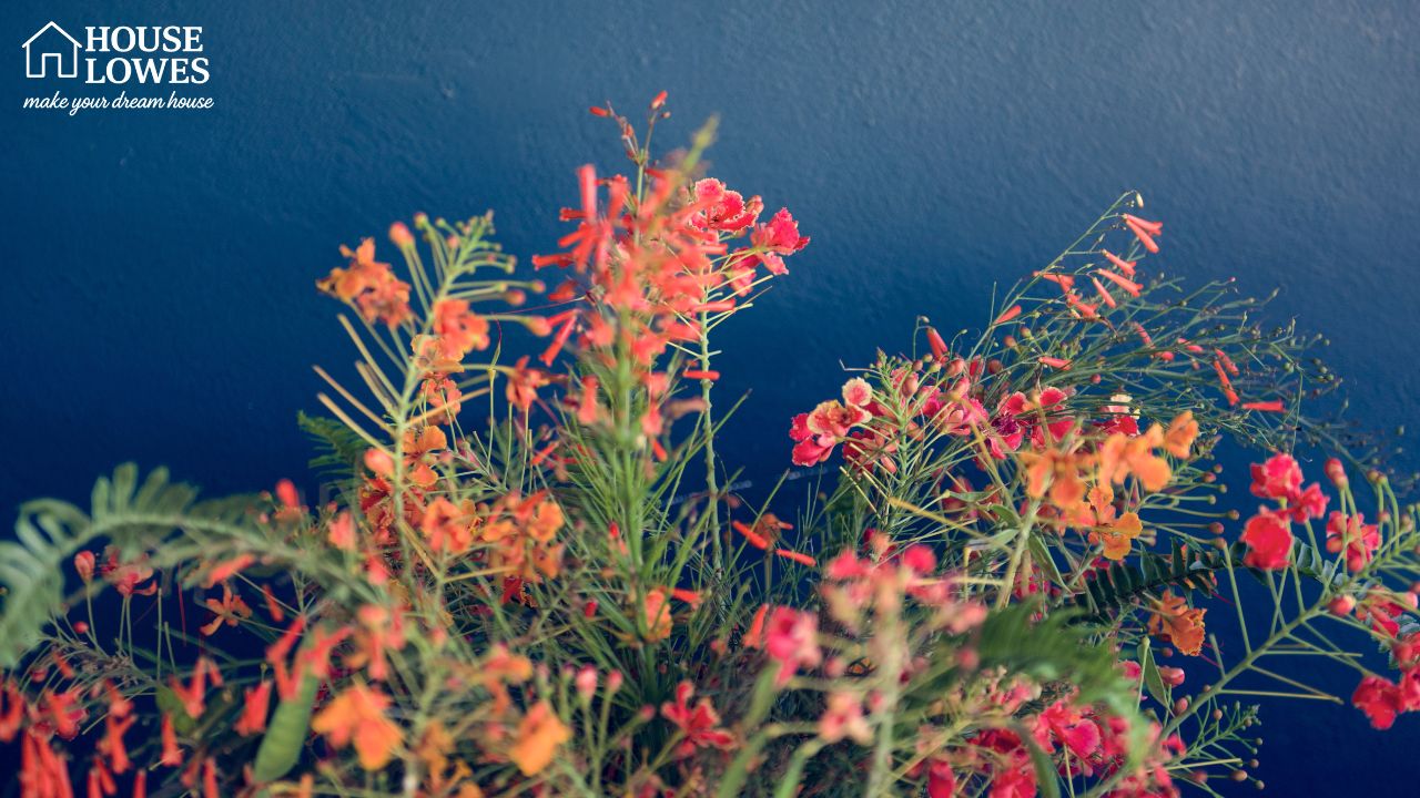 calipart plants and flowers