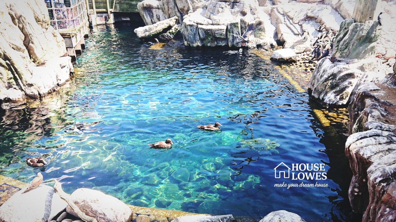 Discover Sakura Kinomoto's Magical Swimming Pool Experience