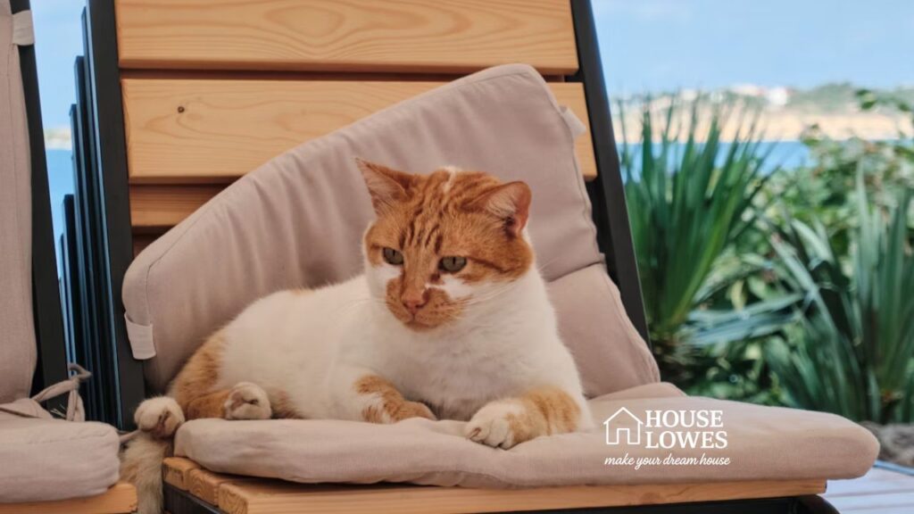 outdoor cat furniture